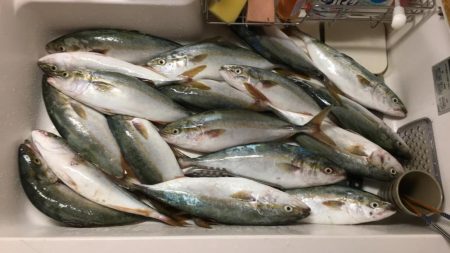 ポーアイ沖爆釣